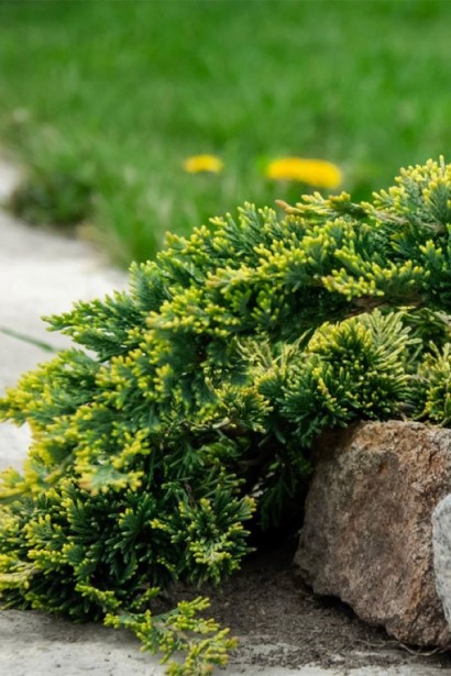 Juniperus horizontalis Golden Carpet